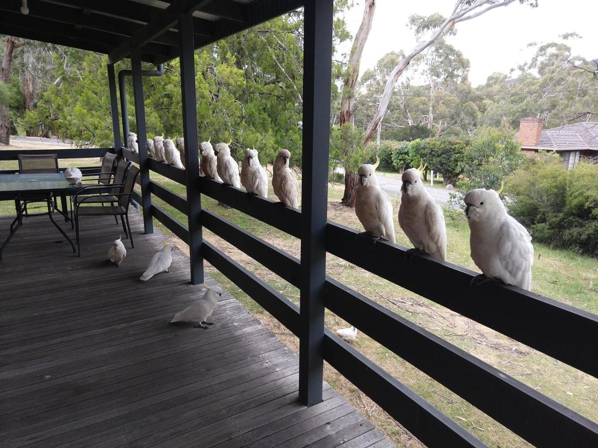 Cockatoo Cabin Halls Gap Exterior photo